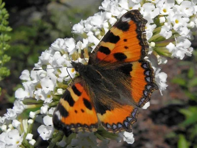 Aglais urticae