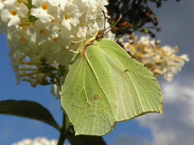 Gonepteryx rhamni