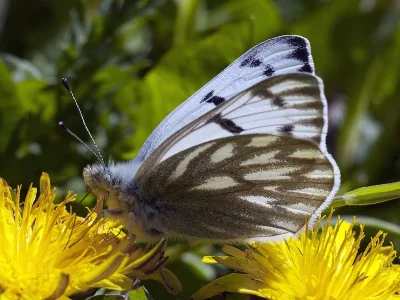 Pontia callidice