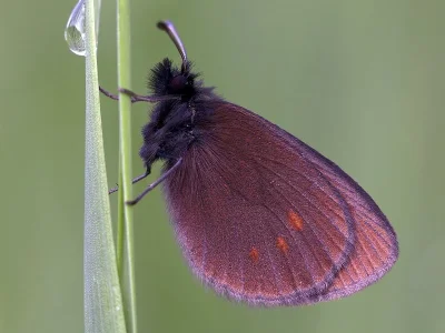 Erebia pharte