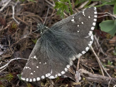 Pyrgus cacaliae