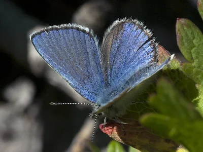 Agriades orbitulus
