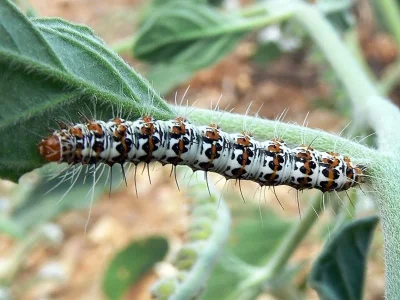 Utetheisa (Utetheisa) pulchella