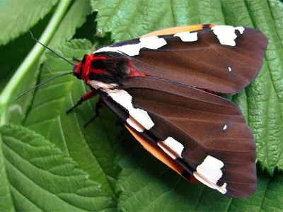 Arctia matronula
