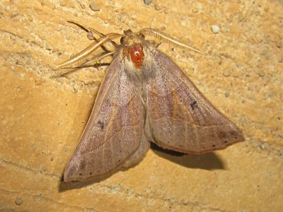 Crocallis auberti