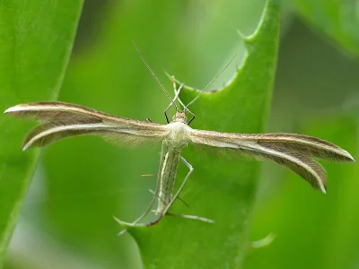 Merrifieldia leucodactyla