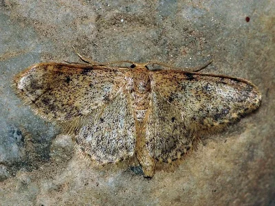 Idaea urcitana