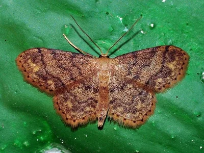 Idaea subsaturata