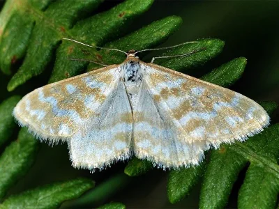 Idaea sericeata