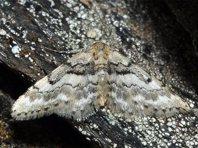 Idaea nevadata