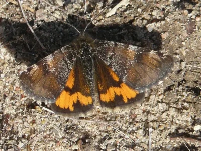 Archiearis parthenias