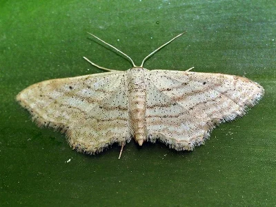 Idaea deversaria