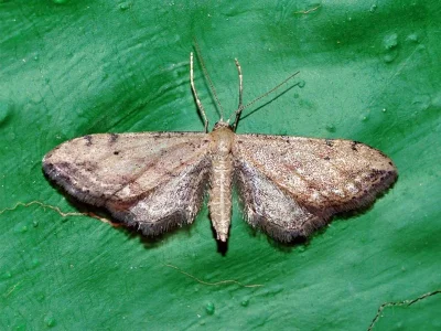 Idaea attenuaria