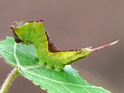 Cerura (Apocerura) erminea
