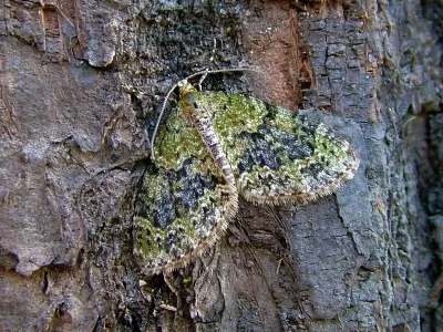Acasis viretata