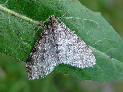 Trichopteryx carpinata