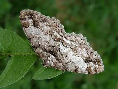 Paradarisa consonaria