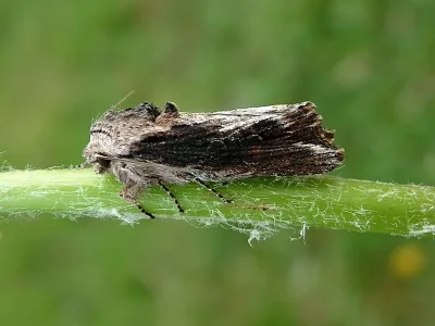 Egira conspicillaris