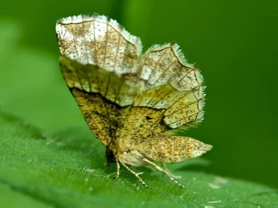 Cepphis advenaria