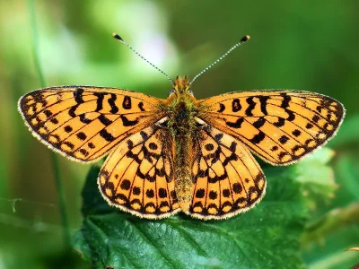 Boloria (Clossiana) selene