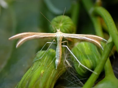 Merrifieldia tridactyla