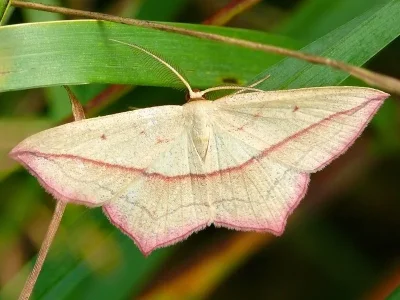 Timandra comae