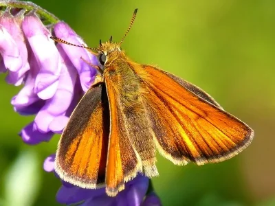 Thymelicus sylvestris