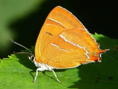 Thecla betulae