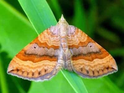 Scotopteryx chenopodiata