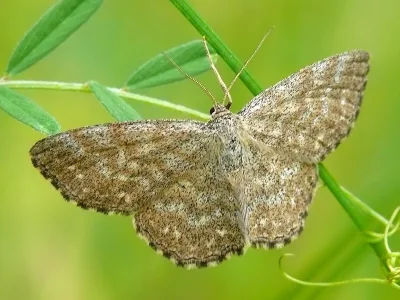 Scopula (Scopula) immorata