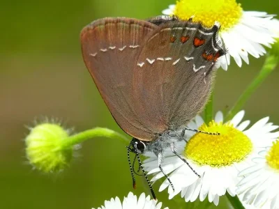 Satyrium (Nordmannia) ilicis