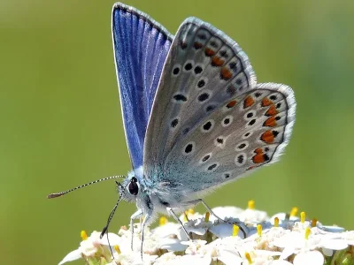 Polyommatus (Polyommatus) icarus