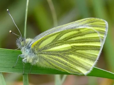 Pieris (Artogeia) napi