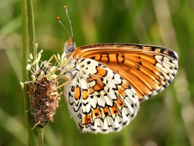 Melitaea cinxia