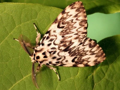 Lymantria (Lymantria) monacha