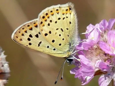 Lycaena (Heodes) tityrus