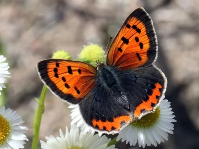 Lycaena (Lycaena) phlaeas