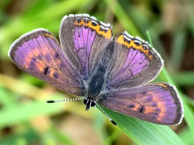 Lycaena (Helleia) helle