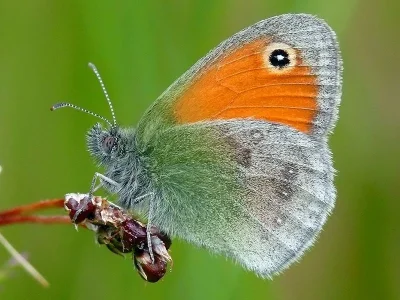 Coenonympha pamphilus