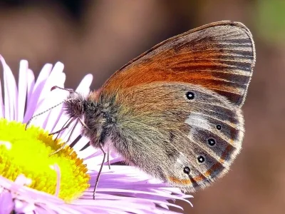 Coenonympha glycerion