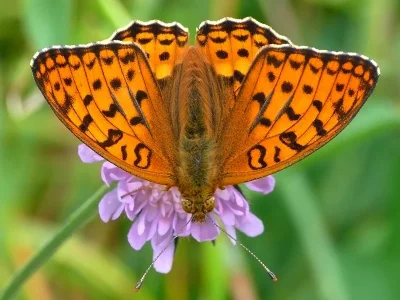 Argynnis (Fabriciana) adippe