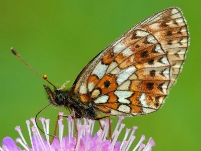 Boloria (Clossiana) selene