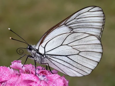 Aporia crataegi