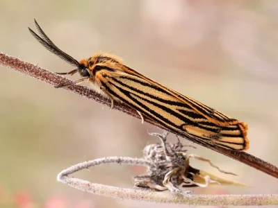 Spiris striata