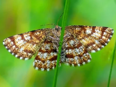 Ematurga atomaria
