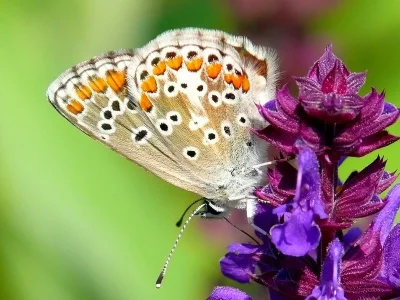 Aricia (Aricia) agestis