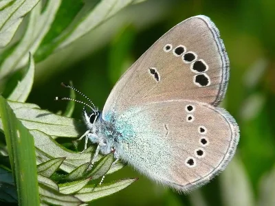 Glaucopsyche alexis