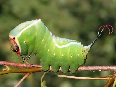 Cerura (Cerura) vinula