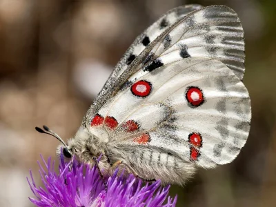 Parnassius (Parnassius) apollo