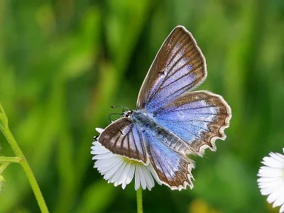 Polyommatus (Meleageria) daphnis